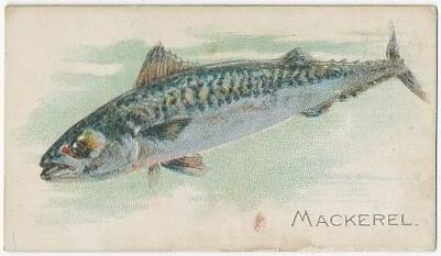 19 Mackerel